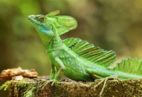 Interesting Information And Facts About Lizard For Children