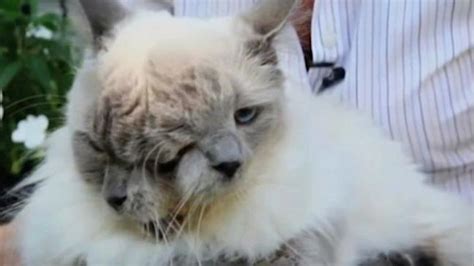 Worlds Oldest Two Faced Janus Cat Frank And Louie Dies At 15