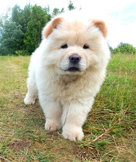 Puppies and dogs in st louis, missouri. Chow Chow for sale in the city of St. Petersburg (Russian Federation) Price - negotiated ...