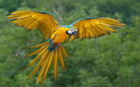 Blue And Yellow Macaw Hd Wallpapers Backgrounds