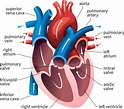Basic Anatomy of the Human Heart - Cardiology Associates of Michigan ...
