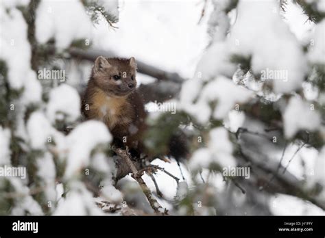 North American Marten High Resolution Stock Photography And Images Alamy