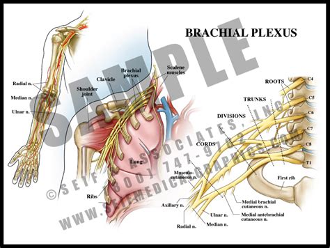 Brachial Plexus Sanda Medical Graphics