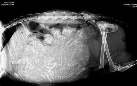 Les Animaux En Gestation Sous Rayons X Pregnant Cat X Ray Pregnant
