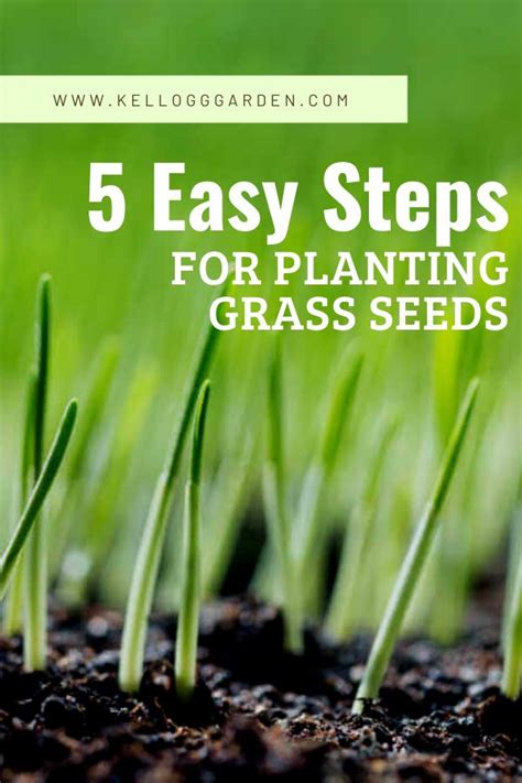 First, rake the leaves and debris, then loosen the top 3 inches of the soil, and now the soil is ready for sowing the seeds. Best Way to Plant Grass Seed | Planting grass, Planting grass seed, Grass seed