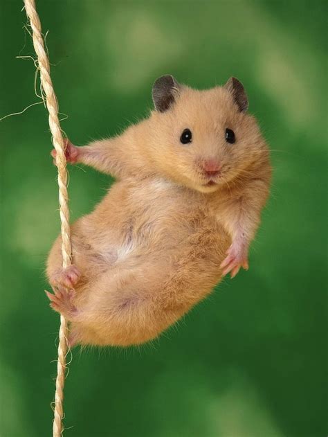 Golden Hamster Cute Cute Animals Funny Hamsters Hamsters As Pets