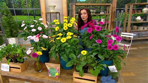Roberta S 6 Piece Hardy Gerber Daisy Live Plants On Qvc Youtube