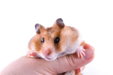 Hamster In Hand Stock Image Image Of Hamster Pets Isolated 14168143
