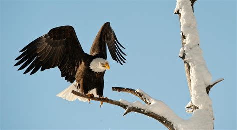 Skagit River Bald Eagle Float Book Tours And Activities At