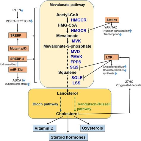 Pathways Of Cholesterol Synthesis And Regulation Of Carcinogenetic