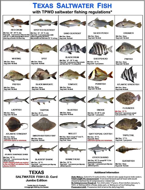 Texas Saltwater Fish Identification Card Set Three