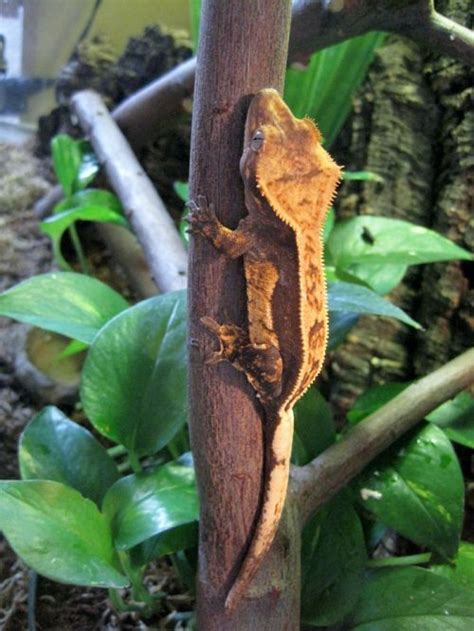 Looking for a good deal on lash name? A Crested Gecko in the terrarium! | Reptile Images ...