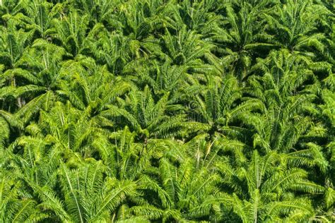 African Palm Tree Plantation Amazon Rainforest Stock Image Image Of