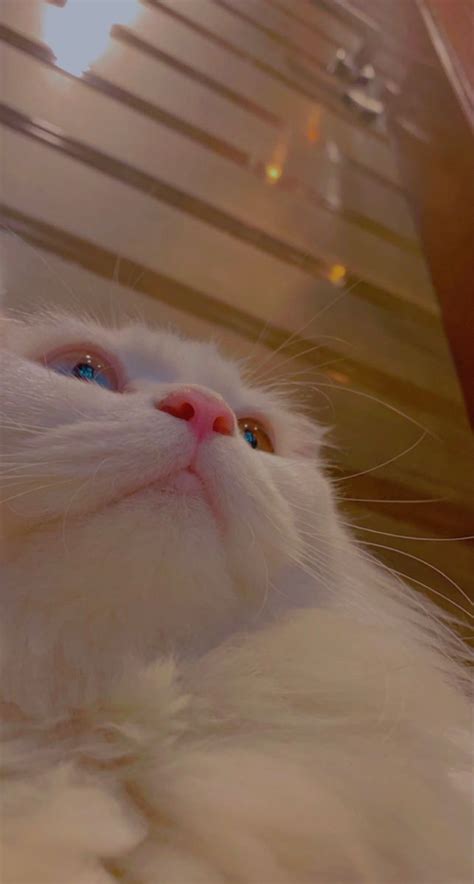 A White Cat Laying On Top Of A Wooden Floor