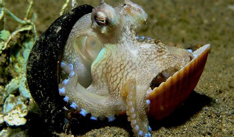 Sotong gurita atau kurita adalah haiwan moluska dari class cephalopoda (kaki haiwan terletak di kepala), order octopoda dengan menjadikan terumbu karang di lautan sebagai habitat utama. Rupa-Rupanya Sotong Kurita Haiwan Yang Bijak! - The Patriots