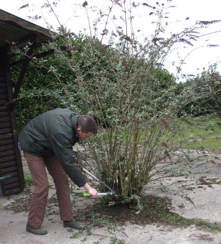 Dit zorgt ervoor dat de plant nieuwe uitlopers maakt, dit zijn de eenjarige scheuten. Hoe vlinderstruik snoeien - Wanneer vlinderstruiken ...