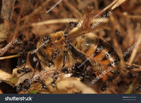 Honey Bee Attacked By Ants Stock Photo 64636066 Shutterstock