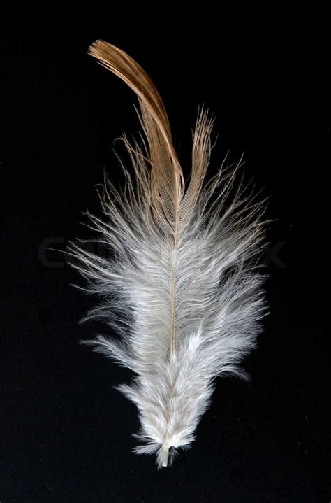 Feather Stock Image Colourbox