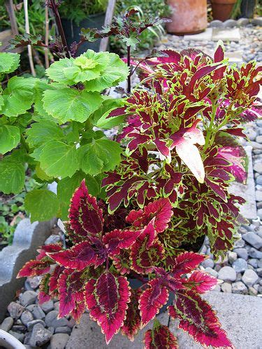 With just a few simple hints, anyone can grow this. Coleus Pot #2007-30 (After) | Plants, Pot, Potted plants