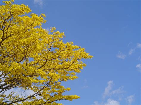 Yellow Tree Blue Sky Free Photo Download Freeimages