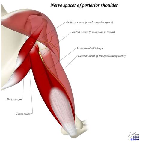Posterior Approach To Humerus Approaches Radial Nerve Axillary
