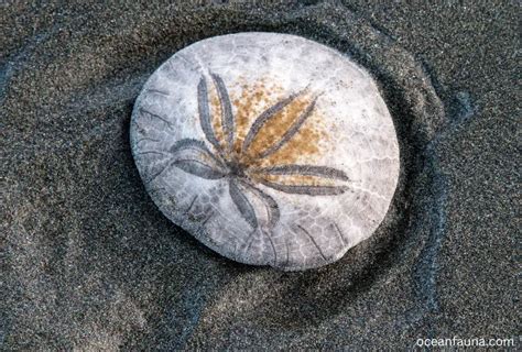 How Do Sand Dollars Move Ocean Fauna