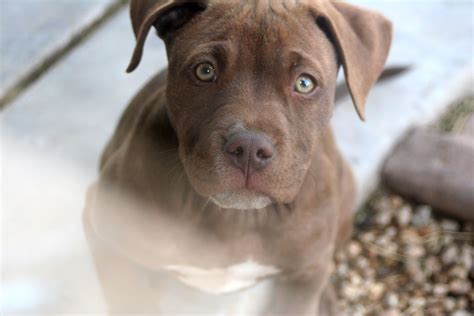 Needless to say, they can get quite temperamental to conclude the article, blue nose pitbull puppies can be a bit of a challenge to raise, but with enough techniques and knowledge, such. blue/red nose/brindle pitbull puppy | PIT BULLS ...