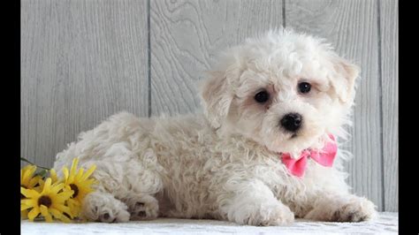 Bichon Frise Puppies For Sale In Michigan