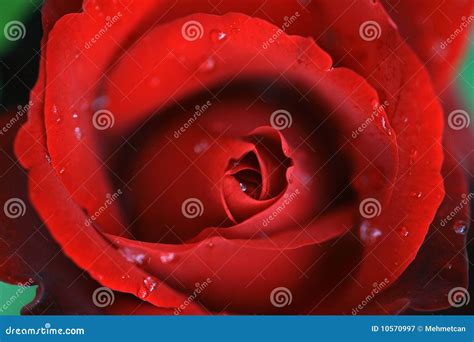 Red Rose Stock Image Image Of T Romance Beauty 10570997