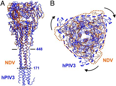 Structure Of The Uncleaved Ectodomain Of The Paramyxovirus Hpiv3