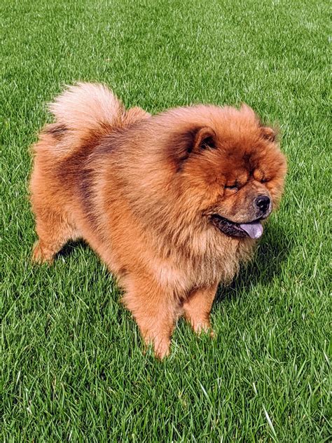 My Chow Chows And French Bulldogs The Martha Stewart Blog