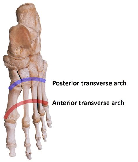 Anatomy Bony Pelvis And Lower Limb Arches Of The Foot Article