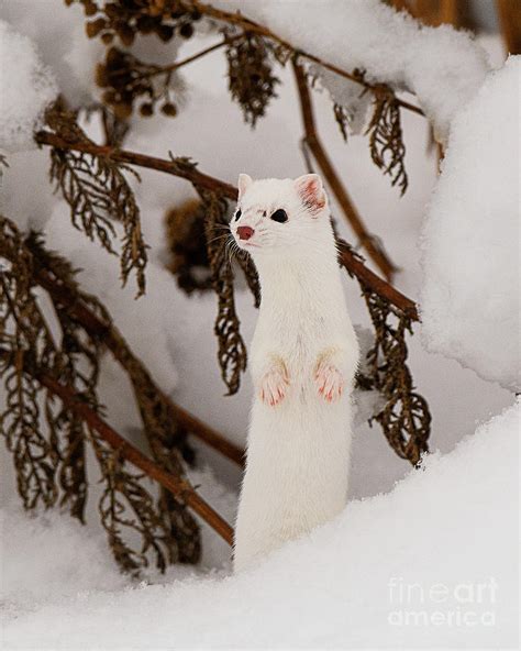 Long Tailed Weasel Hunting Photograph By Dennis Hammer