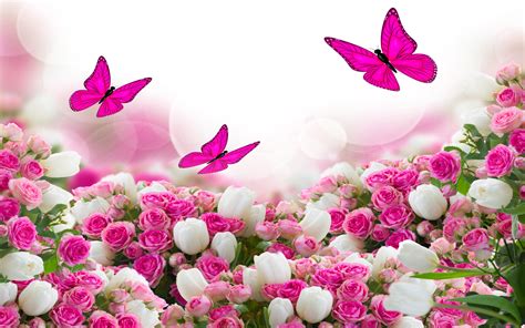 Flower Bouquet White And Pink Roses And Flying Butterflies