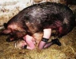 Pig Porn Videos Watch Pig Sex For Free Here Here Is A Plenty Of Pig
