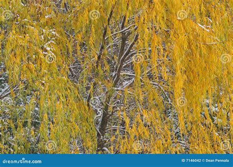 Autumn Weeping Willow Stock Photo Image Of Golden Seasons 7146042
