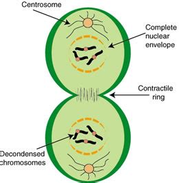 A layer of actin and myosin filaments underneath the plasma membrane at the cell center begins to contract until the cell is essentially pinched in half. Difference between Mitosis and Cleavage | Mitosis vs Cleavage