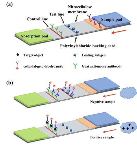 Figure From Colloidal Gold Immunochromatographic Strip Assay For The