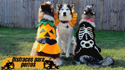 Disfraces De Halloween Para Perros Más Divertidos🎃🐶🐺 Youtube