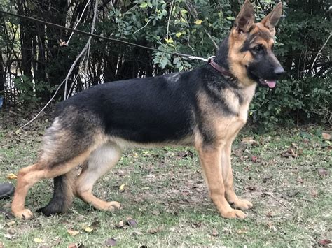 Place a free ad today! German Shepherd Puppies For Sale | Muskogee, OK #257475