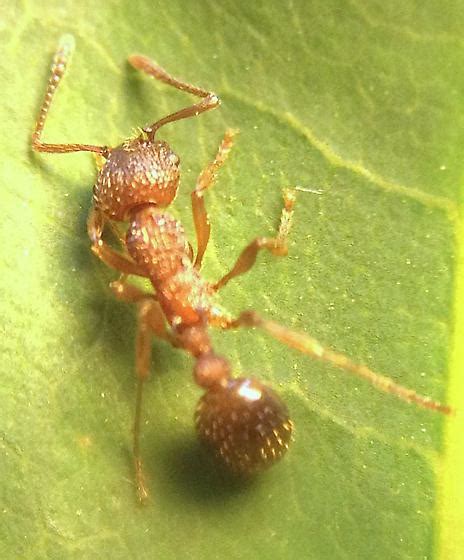 Small Hairy Ant Myrmica Americana Bugguidenet