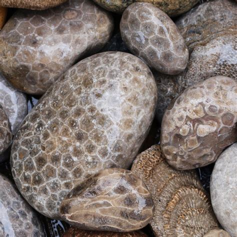 The State Stone Of Michigan The Petoskey Stone Named By Native