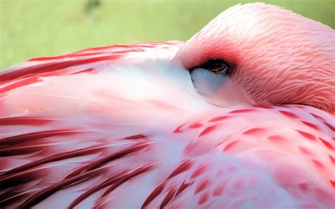 Flamingo Full Hd Wallpaper And Background Image 2560x1600 Id344273