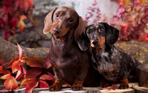 Miniature Dachshund Your Complete Guide Welcome To The Sausage Dog World
