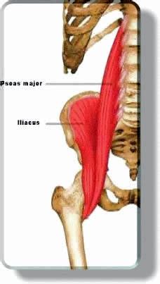 Two individual muscles called the psoas major and the iliacus form the iliopsoas muscle. Introduction to Hip Health - Hybrid Health