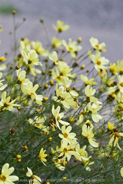 Tag us wearing your favorite coreopsis outfit. Coreopsis verticillata 'Moonbeam' - tickweed: pretty pale ...