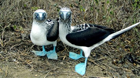 Wallpaper 2272x1280 Px Birds Blue Footed Boobies 2272x1280