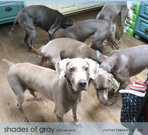 Not Just A Short Coated Gray Dog
