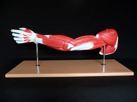 Life Size Anatomical Human Arm Muscle Model Muscle Models Products