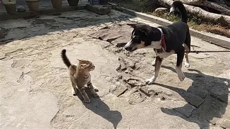 Cat And Dog Fight Youtube